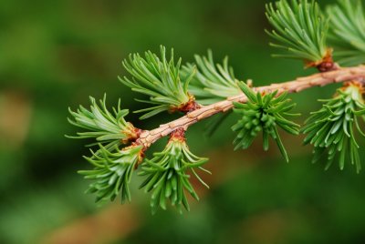 Larix kaempferi 'Gray Pearl' - modřín japonský - jehlice pupen